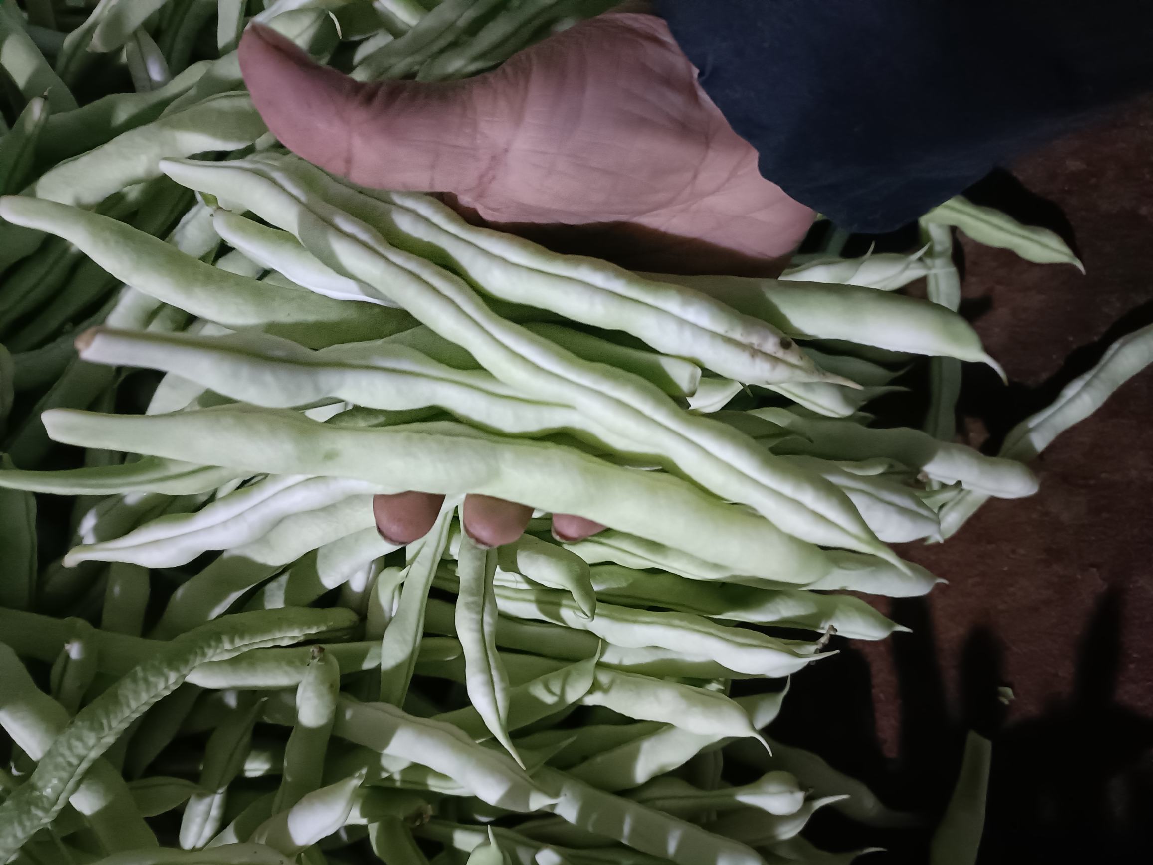 清炒白不老芸豆成品图,豆荚翠绿鲜亮,搭配蒜香,色泽诱人,摆盘精致,适合用于美食摄影或菜谱展示 白不老芸豆烹饪成品图