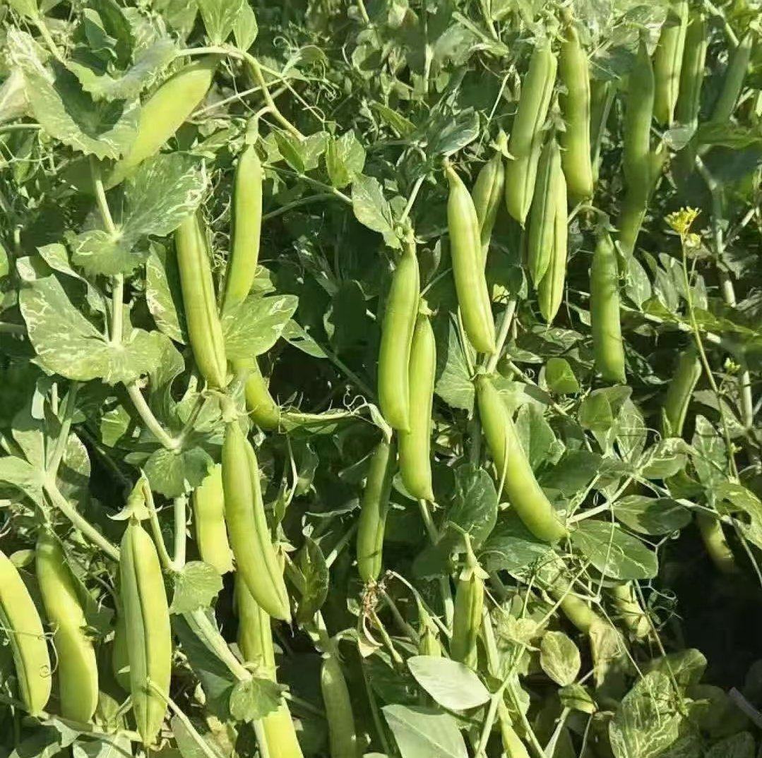 青豆豆品种特写