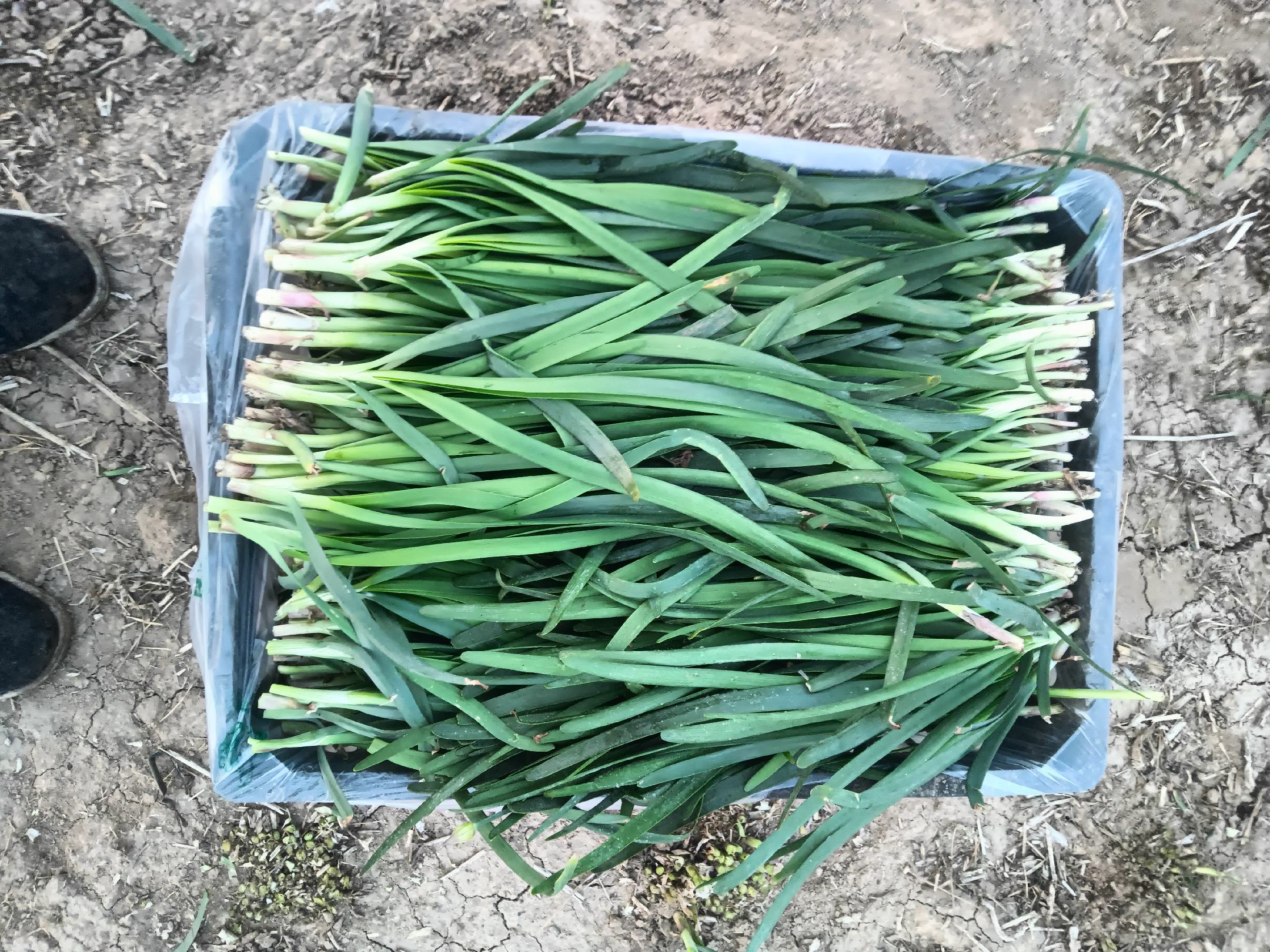 新鲜冬季韭菜选购示意图