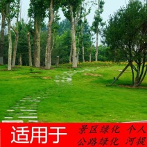 草坪种子护坡草籽绿化狗牙根高羊茅黑麦草籽百慕大四季常青草