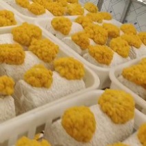 金耳菌包源头工厂