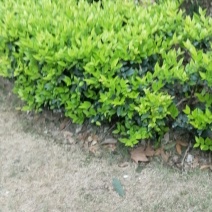 以后买