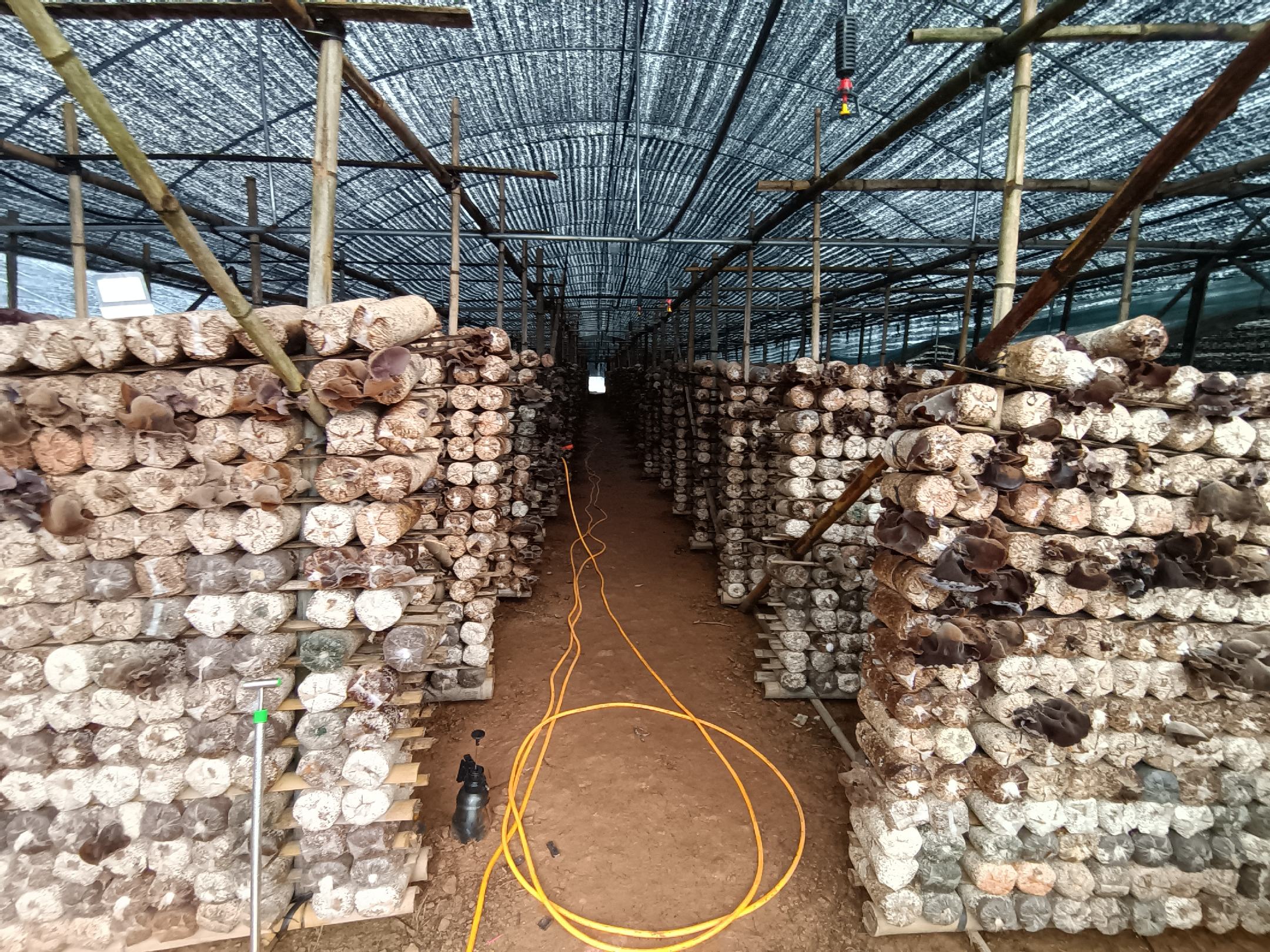 现代化毛木耳种植大棚内部,整齐排列的菌棒和正在生长的毛木耳 毛木耳种植大棚内部