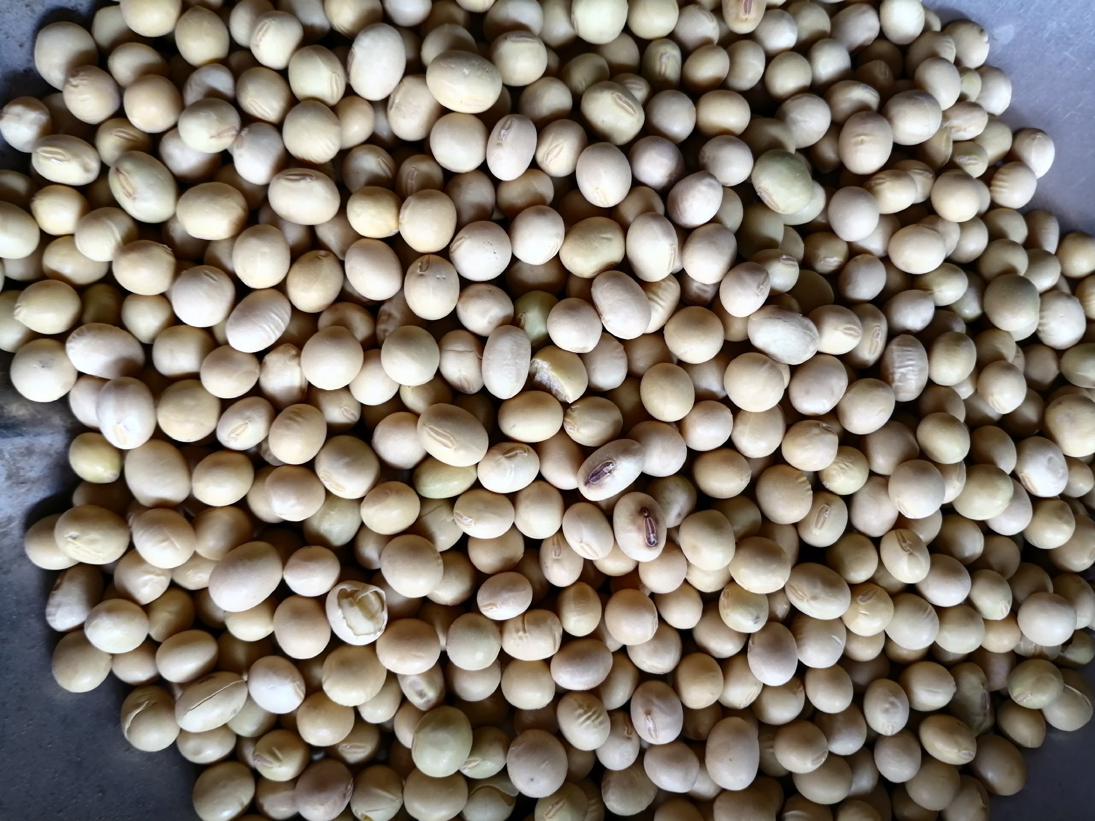 大豆籽粒特写：饱满圆润的黄色大豆堆叠在木质托盘上，表面泛着自然油润光泽，背景虚化呈现农田轮廓，体现从田间到餐桌的源头属性