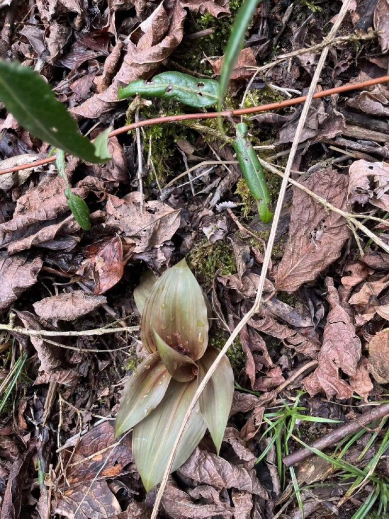 野生天蒜野生山葱鹿儿韭土特产新鲜山野菜