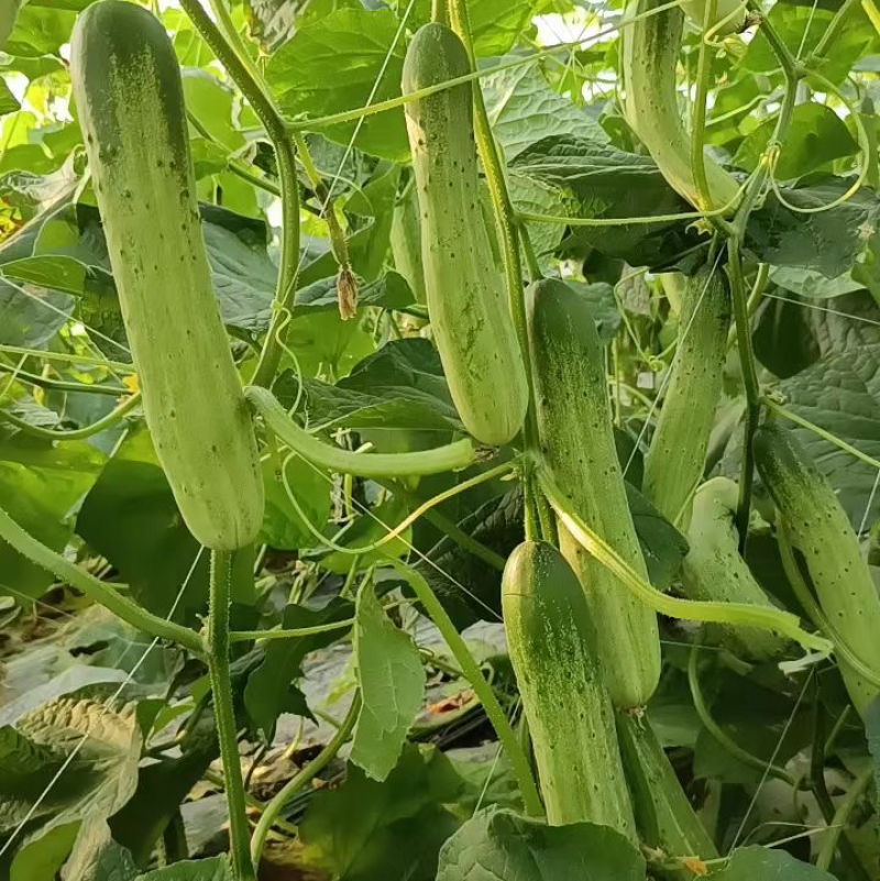 燕白黄瓜开售干花带刺潼南基地直供