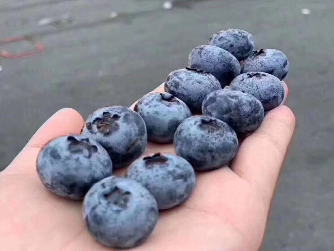 蓝莓薄雾果实特写,展示其饱满圆润的果粒与自然色泽 蓝莓薄雾果实特写