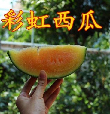 [彩虹宝之瓜苗批发]彩虹宝之瓜苗 彩虹宝之瓜西瓜苗彩虹宝西瓜苗 彩虹