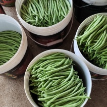 小金豆