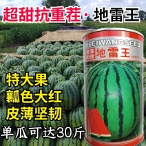 超甜地雷王西瓜种子抗重茬超大特大圆瓜大红瓤耐裂麒麟西瓜种