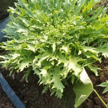 沈阳苦菊