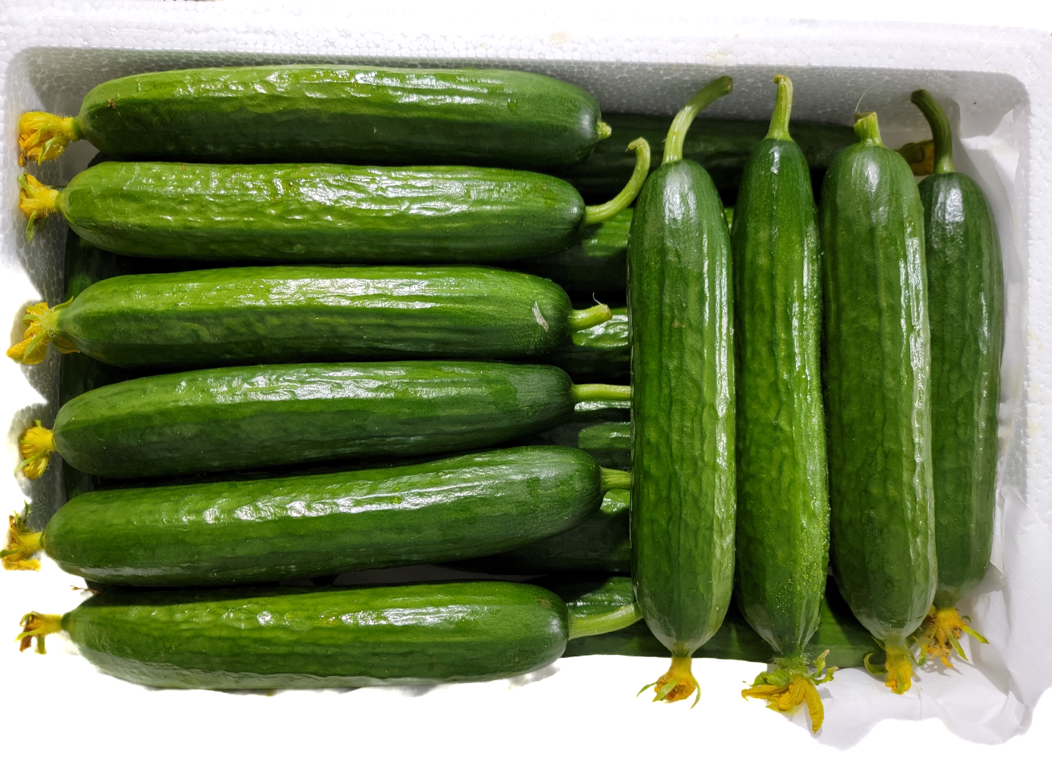 带花小黄瓜科学食用示范图:突出生食、轻处理、健康搭配三要素 厨房场景:手捧三根带花小黄瓜置于竹制菜板上,一根已切段露出碧绿脆嫩瓜肉与细小白色籽腔,另两根完整展示带花状态,背景虚化处可见玻璃罐装冷榨橄榄油与木质胡椒研磨器