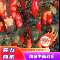 金弹子盆景量大从优产地发货欢迎全国老板前来考察