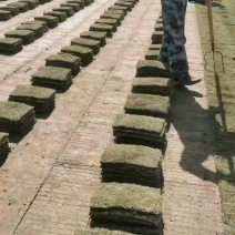草坪草马尼拉草坪基地直供量大优惠全国发货来电咨询