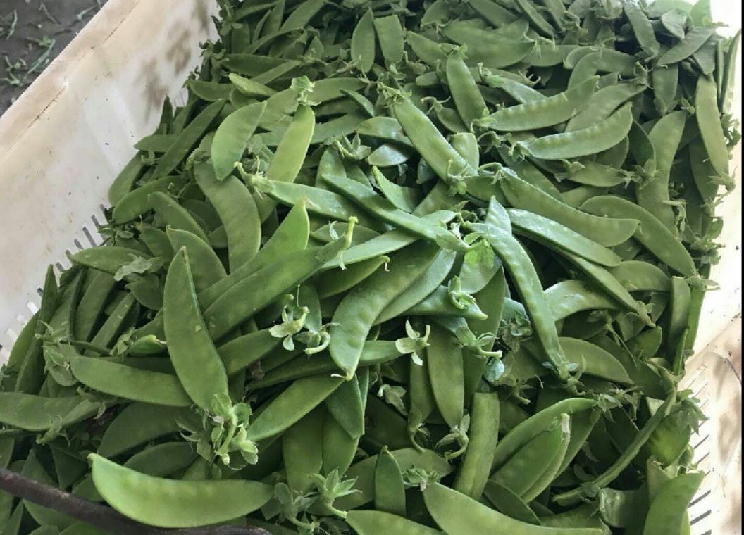 焯水后的荷兰豆