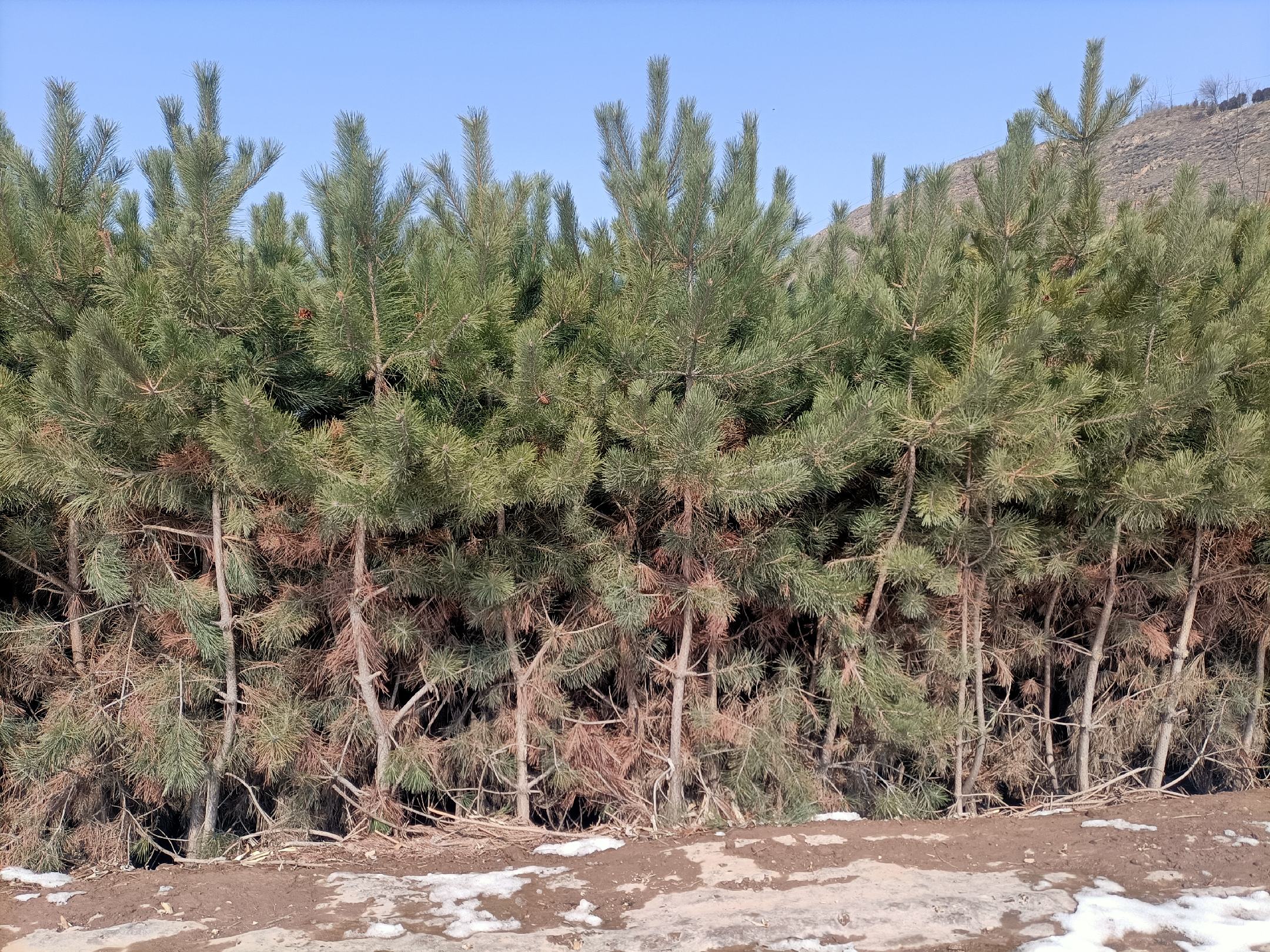 一片茂密的油松林在冬季雪地中依然保持深绿色针叶,树干挺拔灰褐色,枝条伸展呈伞形冠层,地面覆盖少量枯针叶,背景为寒冷山区环境,展现其常绿特性 油松林四季常绿景观
