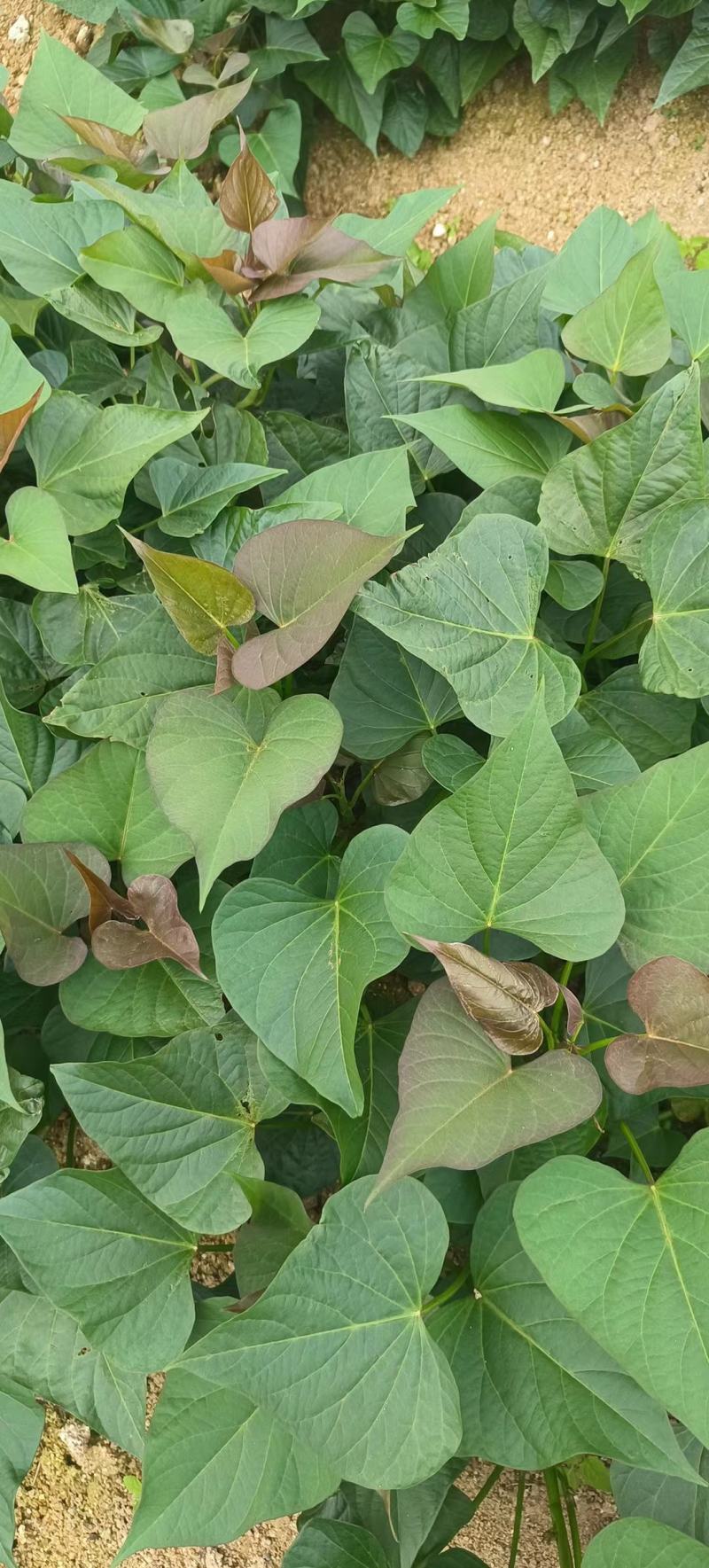 紫薯苗 凌紫薯苗 凌紫红薯苗 二代小花叶红薯苗包回收红薯