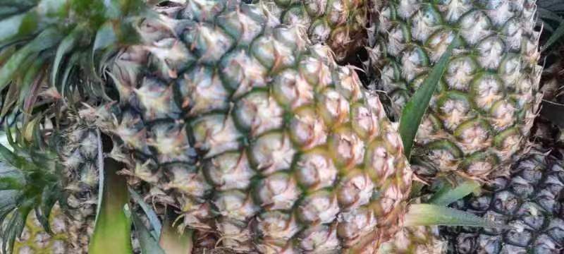菠萝与凤梨品种对比图