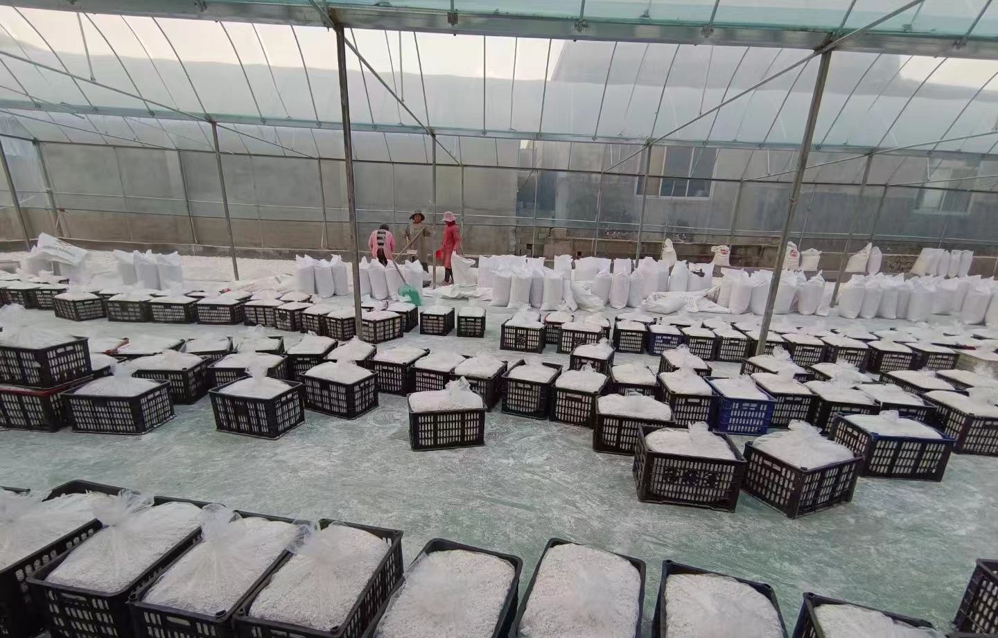 工厂中工人正在对红薯进行切片加工，部分红薯出现焦化现象