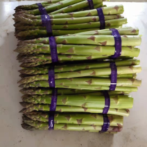 穴盘一代芦笋苗批发，高产抗病，现挖现发，当年可采笋