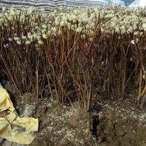 庭院植物结香苗结香花苗金腰带打结花梦冬花喜花树苗大型丛生