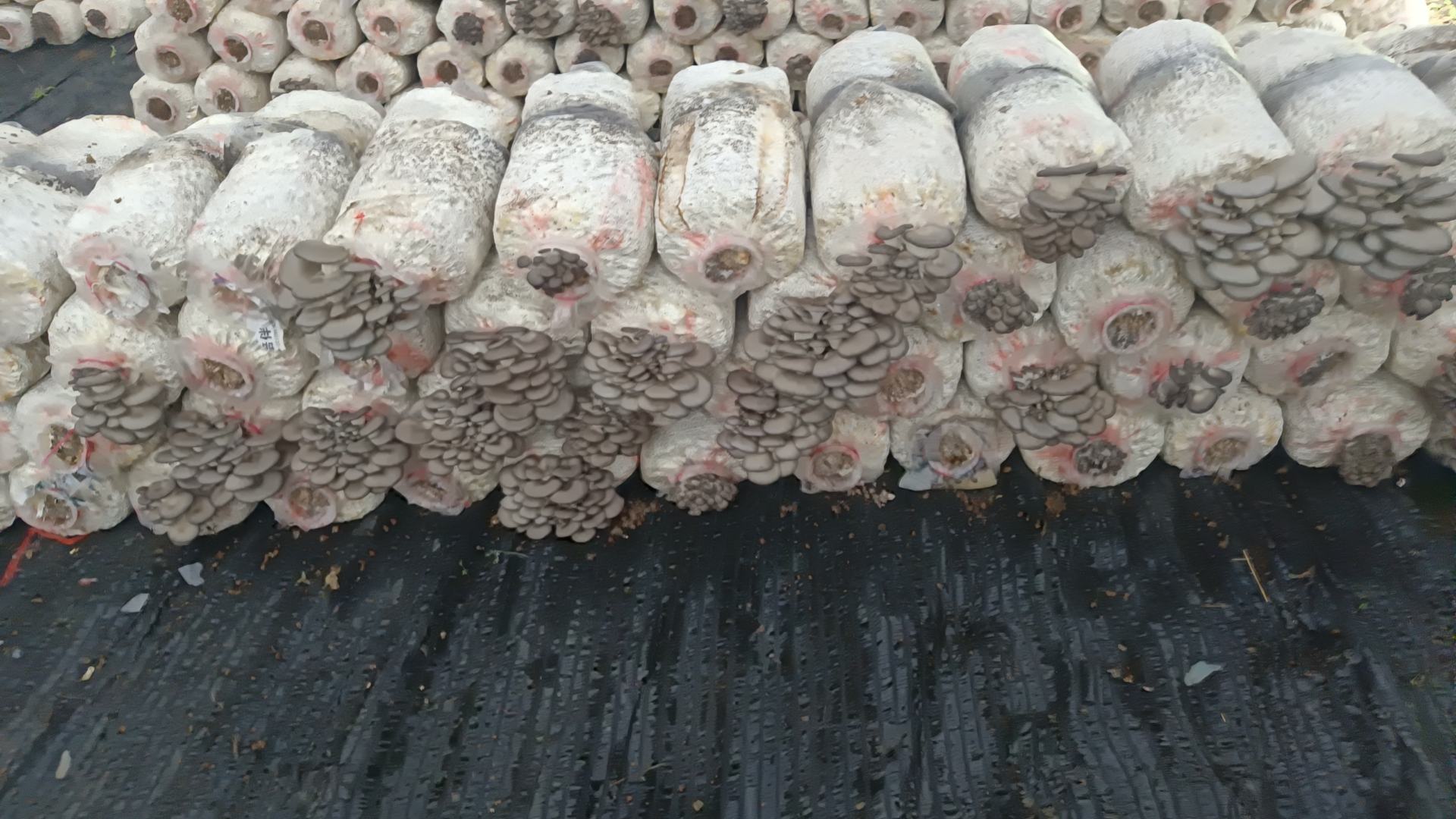 平菇出菇阶段管理图解