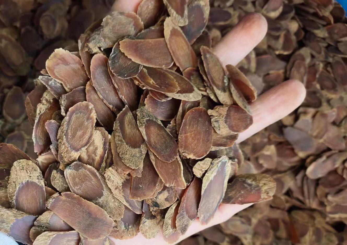 人参切片与成品药对比图,展示不同年份人参在成药中的表现 人参切片与成品药对比图