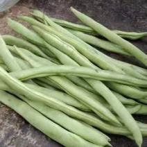 小金豆