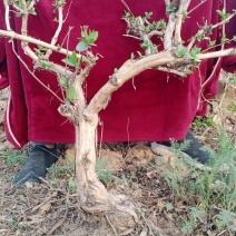 金银花绿化占地树，盆栽地栽都可以大量供应货源充足，上货快