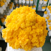 金耳菌