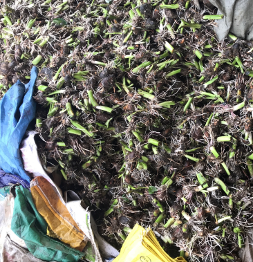 [香芋种子批发]槟榔芋种价格1.20元/斤 - 一亩田