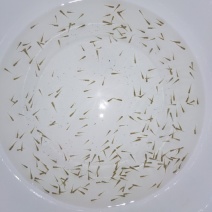 黄金鲫水花