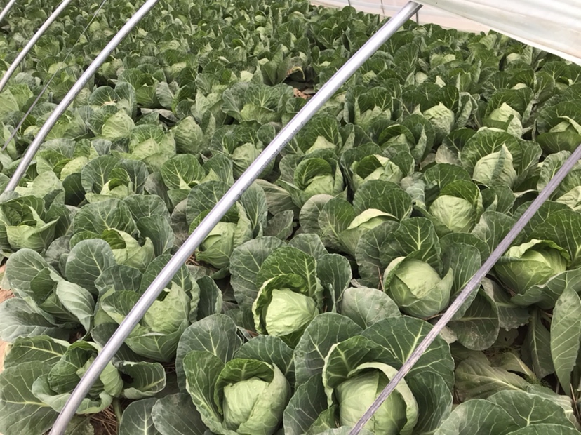 甘蓝种植基地实景图,展示春甘蓝长势良好,即将进入采收期 甘蓝种植基地实景图