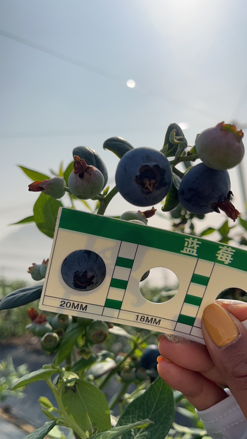 云南露天优瑞卡蓝莓500亩大量上市,口感爆棚,脆香甜