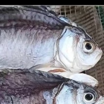 鲫鱼干