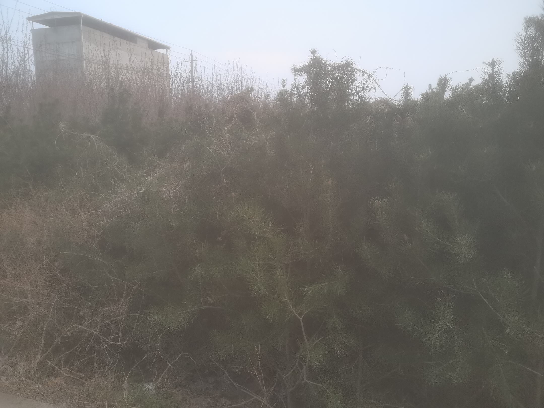 白皮松的树在古建筑旁静静伫立,与传统文化氛围相融合 白皮松的树在古建筑旁静静伫立