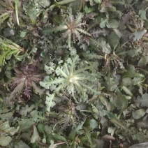 苦菜批发