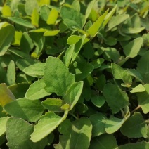 灰灰菜野菜营养丰富味道鲜美，口感柔嫩上市了