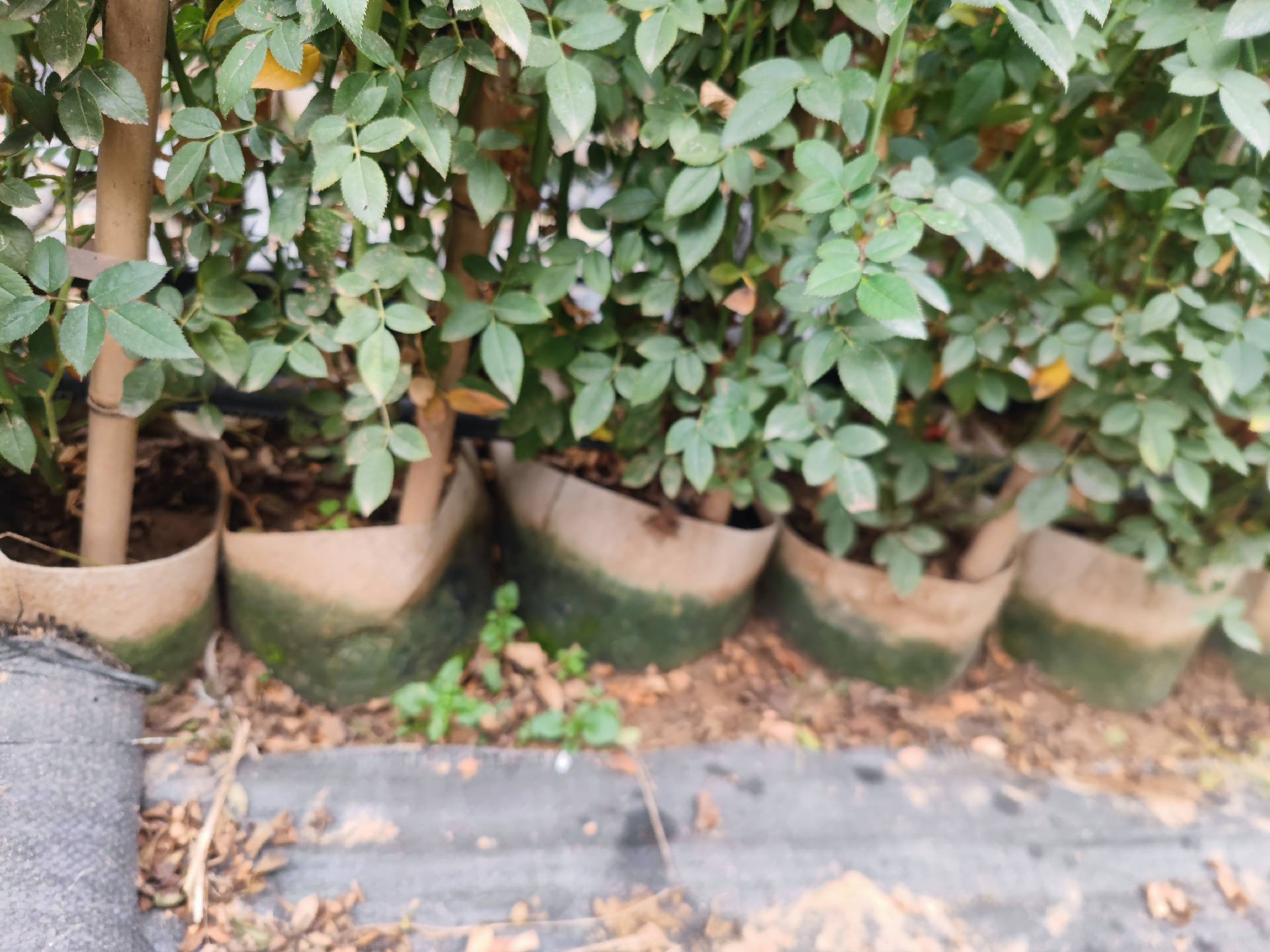 老桩藤本月季特写细节