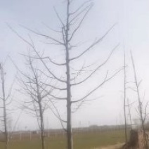 美洲椴哨兵