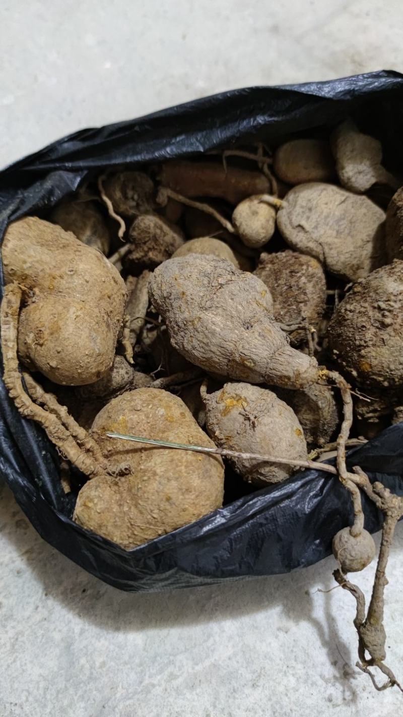 [重楼批发]野生地苦胆,重楼价格108.00元/斤 - 一亩田