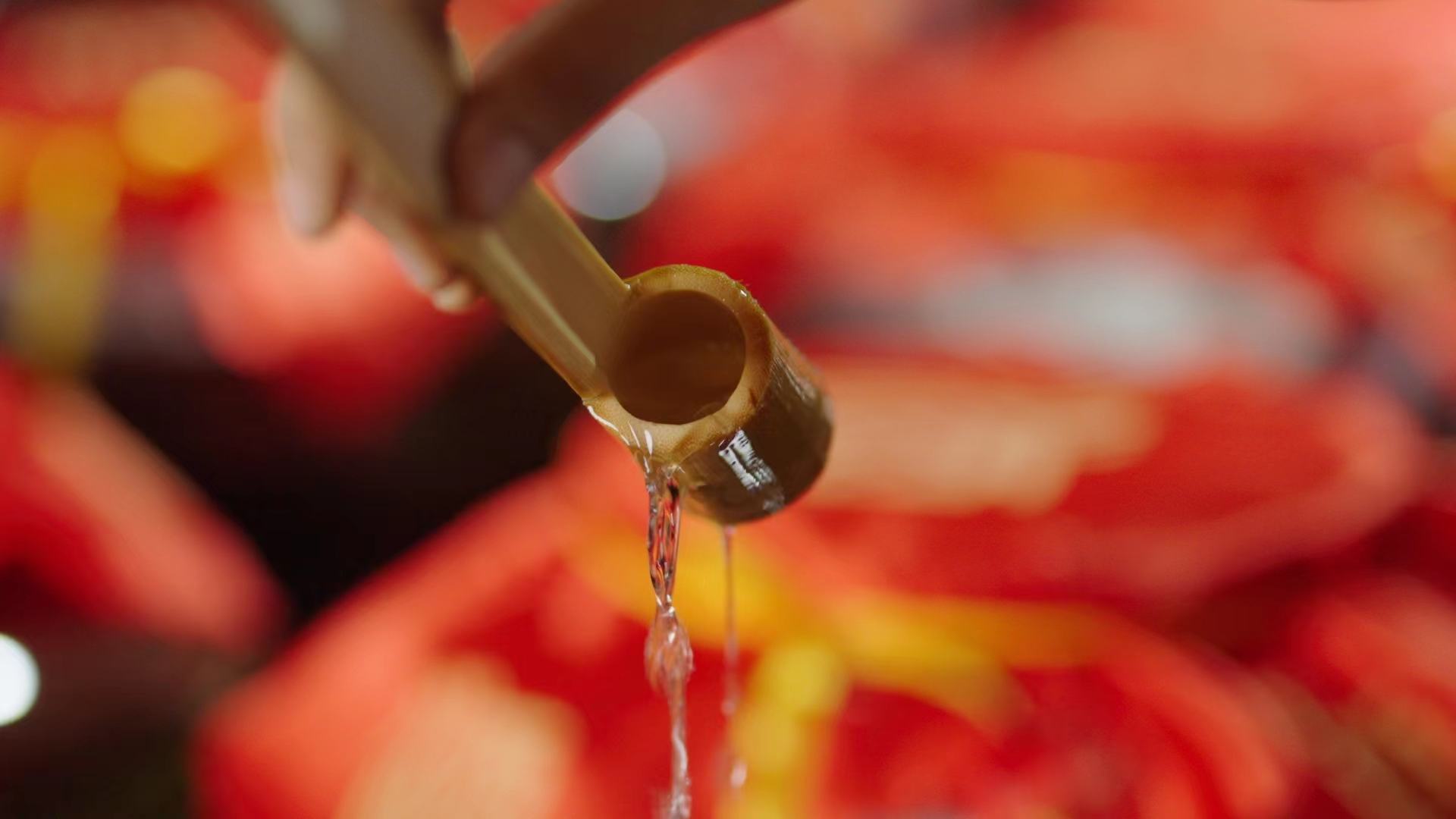 栗子泡酒过程展示