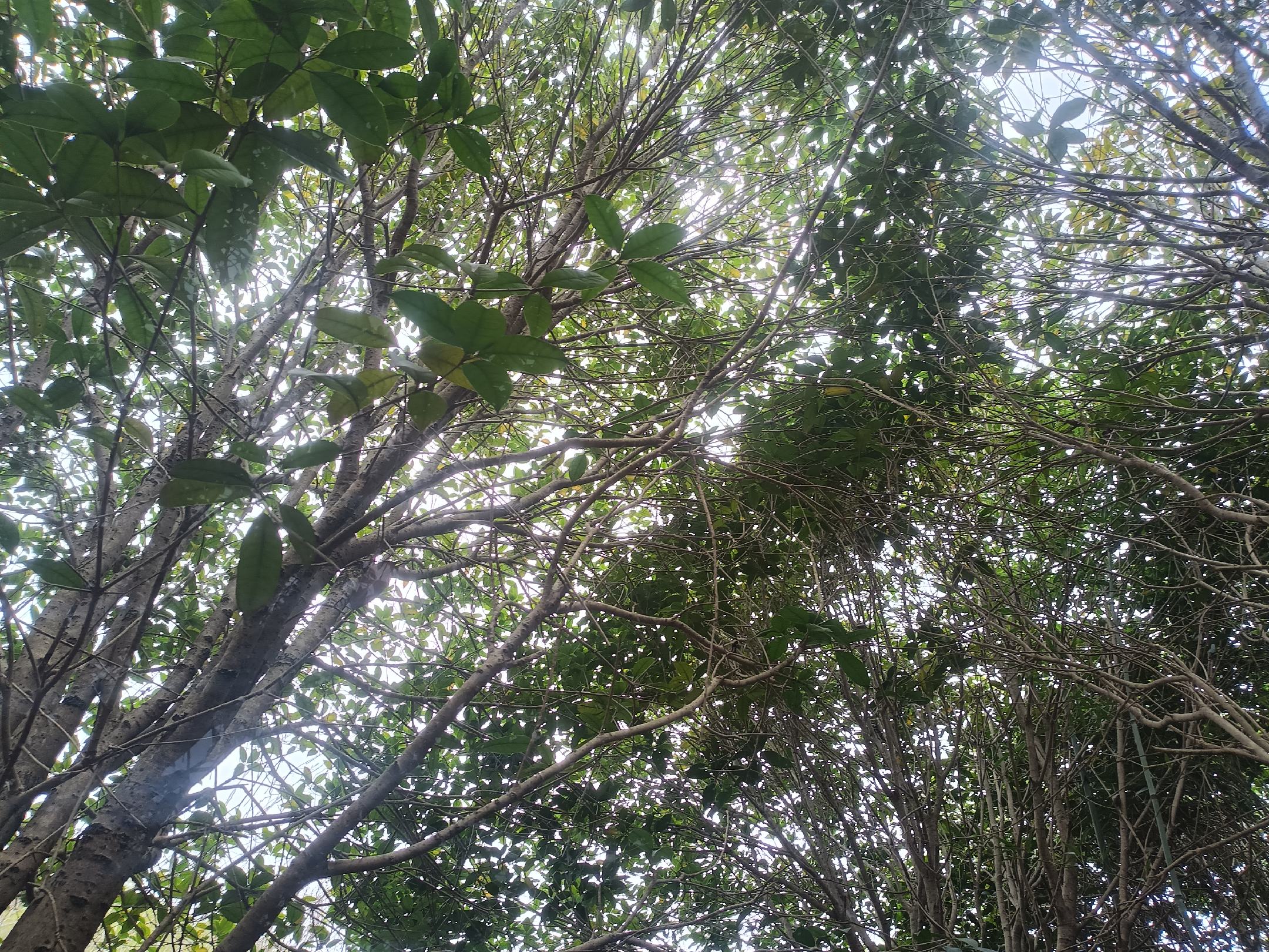 八月桂全貌展示