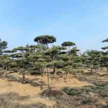 造型松