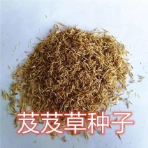 芨芨草种子，芨芨草优质牧草种子水草绿化种子耐旱防风固沙量