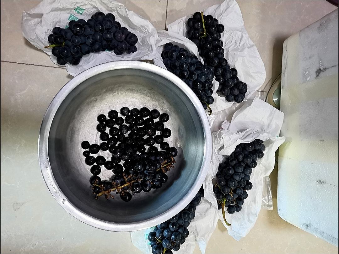 展示一名技术人员正在对夏黑葡萄植株进行绿枝腹接操作,手持嫁接刀切割砧木,旁边放置已削好的巨峰接穗,背景为葡萄架式栽培田块 绿枝嫁接实操图