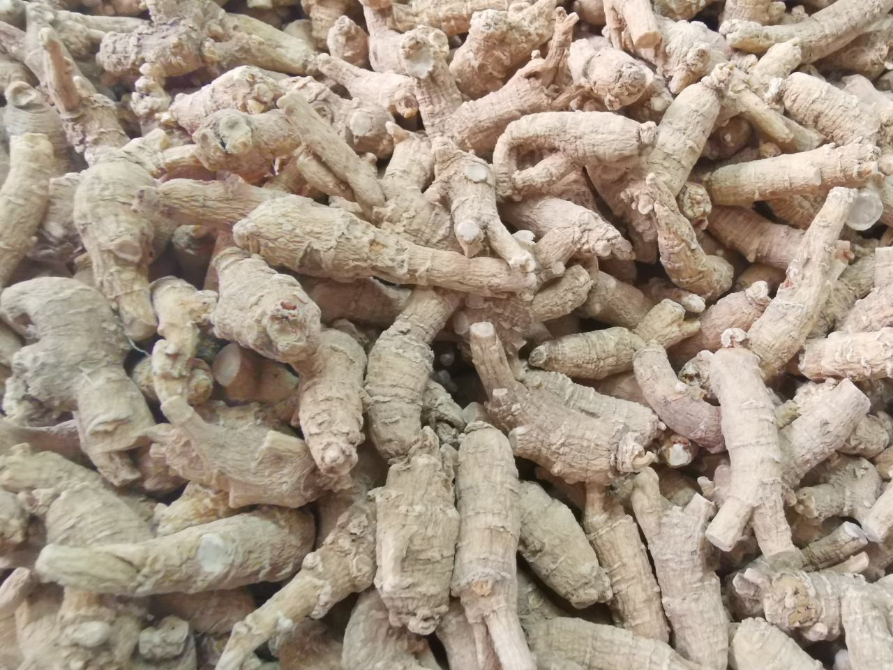 长白山软质西洋参种植基地