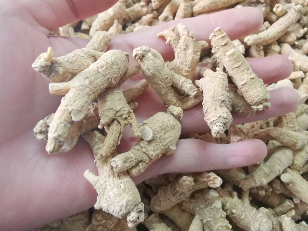 高清扫描图:左侧为SGS出具的长白山西洋参检测报告,重点标注人参皂苷Rb1(3.82%)、Rg1(1.97%)、Re(0.81%)三项实测值;右侧为谱尼测试那曲冬虫夏草报告,突出腺苷(0.038%)、虫草素(0.019%)、水分(6.2%)及重金属铅/镉未检出结果;两份报告均带CMA认证章与唯一编号 专业检测报告对比图:长白山西洋参与那曲冬虫夏草第三方检测证书特写
