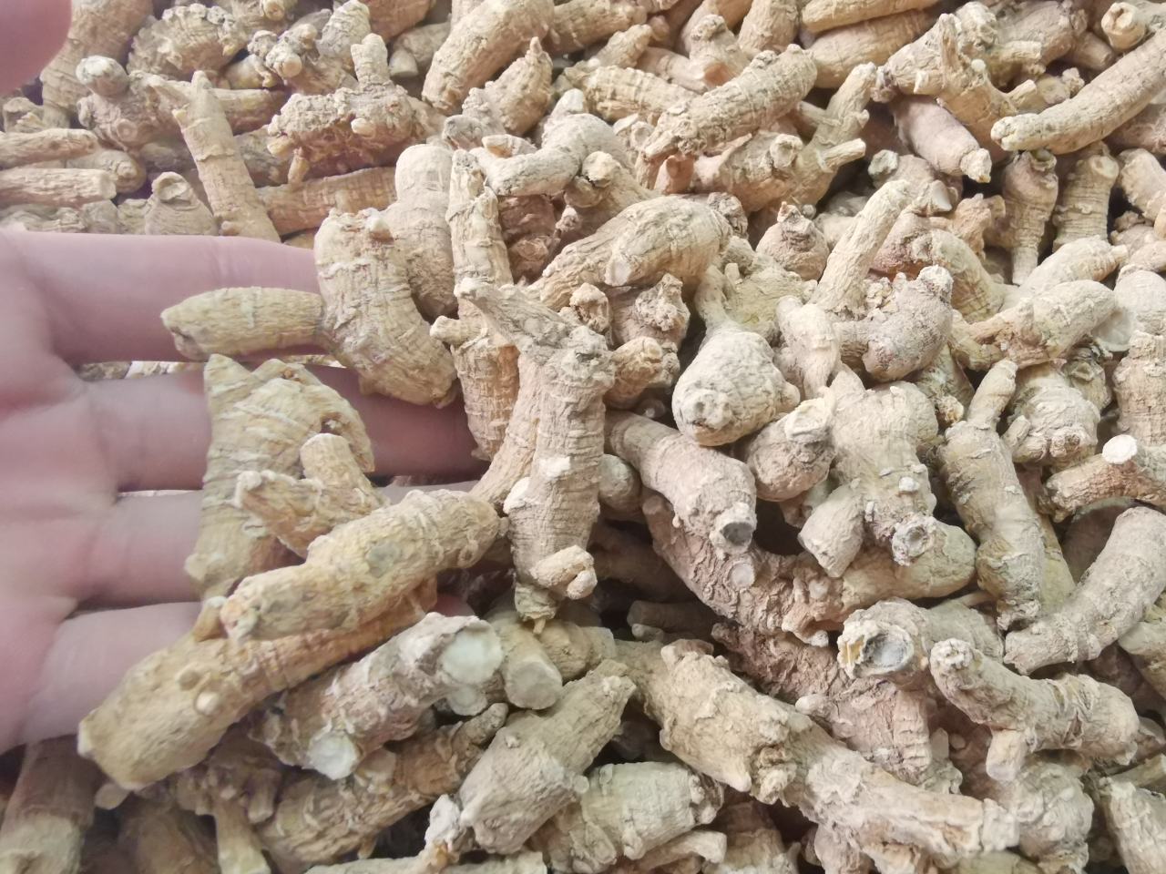 西洋参与生晒参对比图