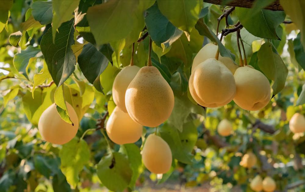 鸭梨果园